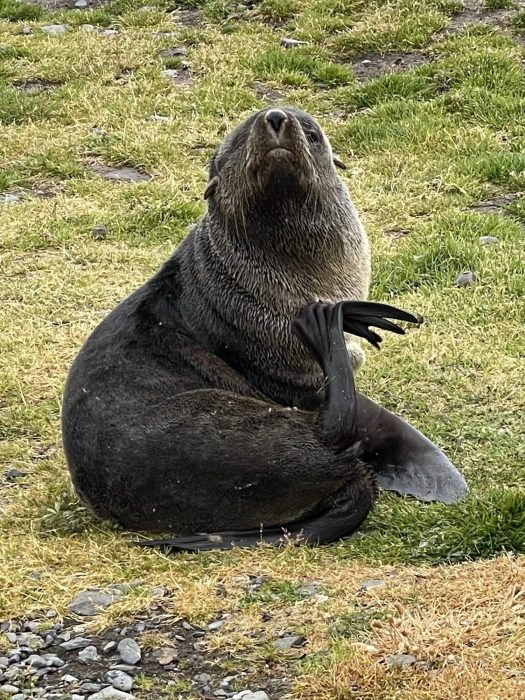 IMG_2111 Sea lion resting on grass with flipper raised