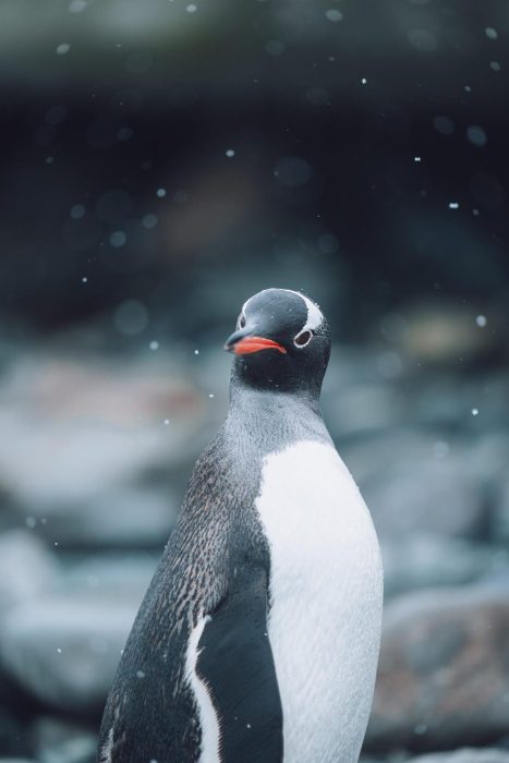 LUK02792 Penguin with gray and white plumage and orange beak standing in falling snow