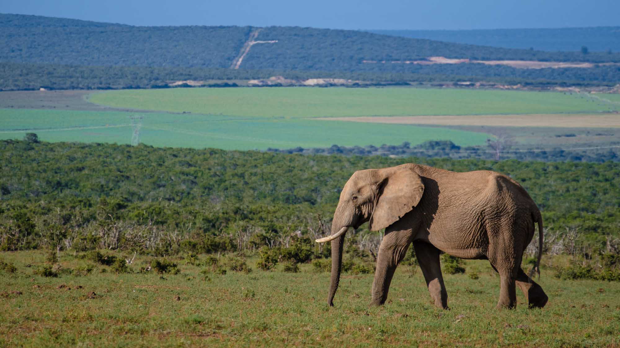 African Elephant in Addo Elephant Park A single African elephant walks through the savanna grassland of Addo Elephant Park in South