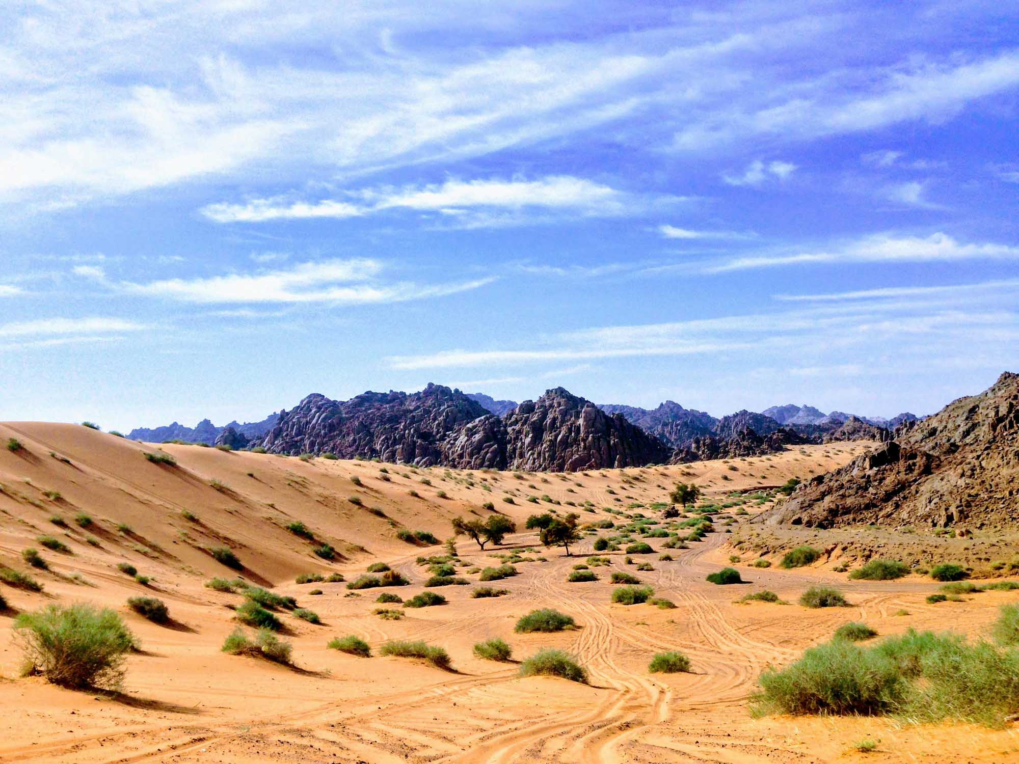 A vast desert landscape in Saudi Arabia featuring golden sand dunes dotted with sparse green
