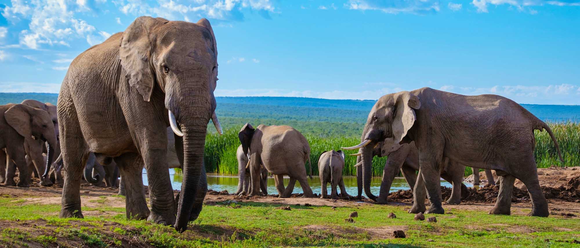 Elephant Family Bathing at Addo Elephant Park A herd of African elephants, including adults and calves, gather at a watering hole to bathe