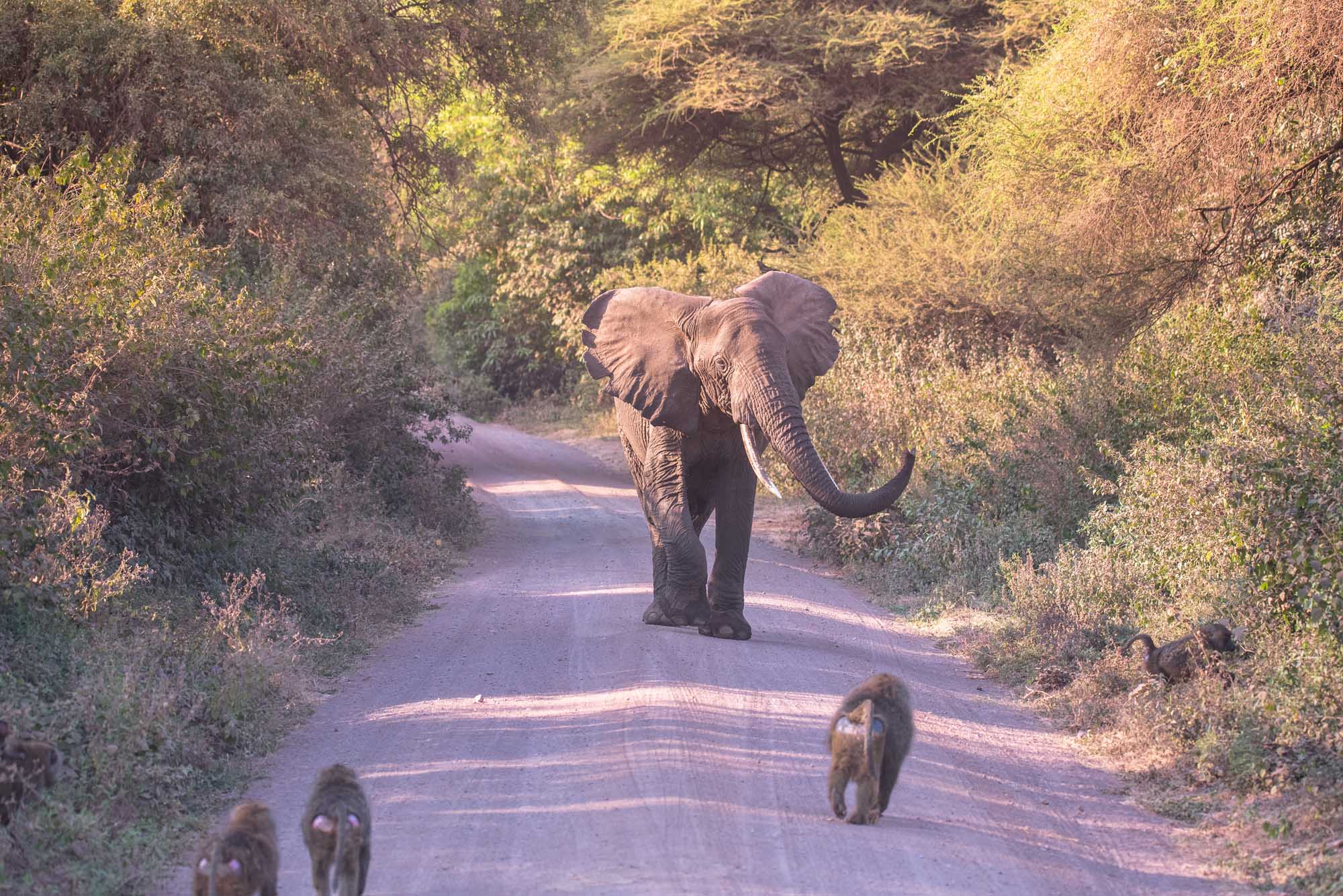 Elephant on Road in Lake Manyara National Park Elephant on Road in Lake Manyara National Park