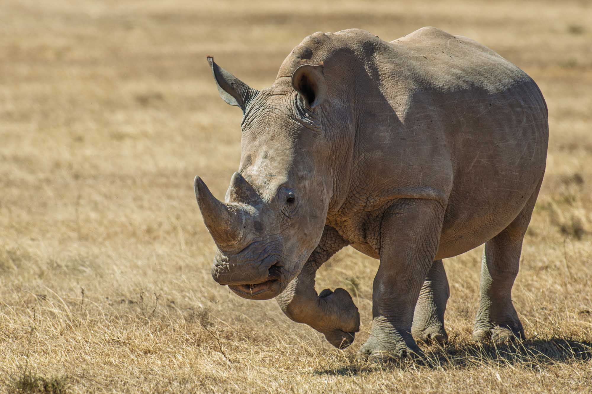 White Rhino in Kenya National Park