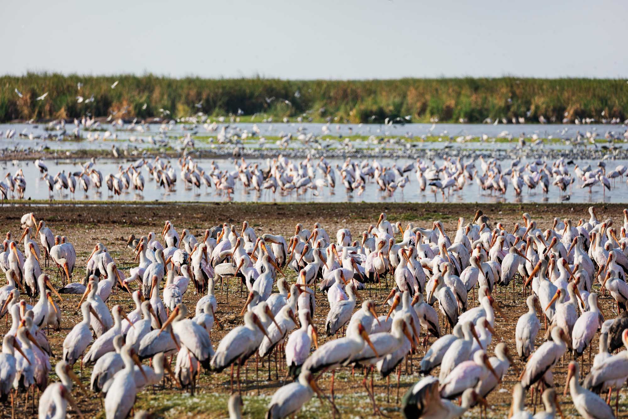 Yellow-billed Storks at Lake Manyara National Park Yellow billed Storks at Lake Manyara National Park
